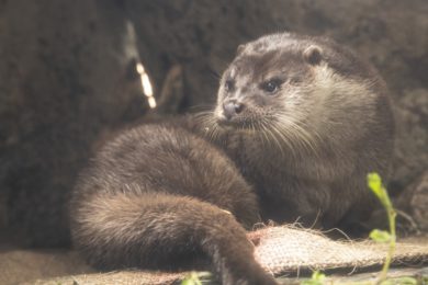 オンラインツアーイメージカワウソ