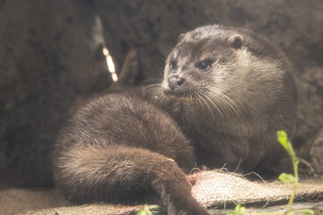 オンラインツアーイメージカワウソ