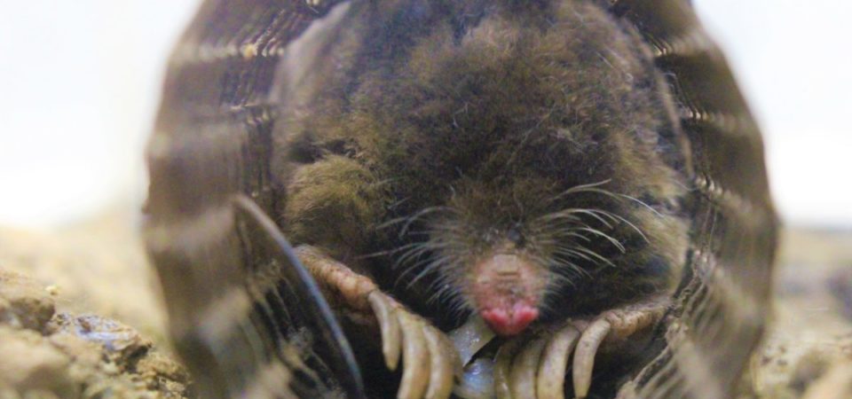 アズマモグラ 生き物紹介 アクアマリンふくしま アズマモグラ 生き物紹介 アクアマリンふくしま
