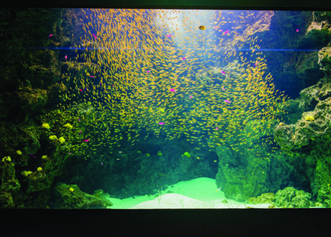 サンゴ礁の海_キンメモドキ