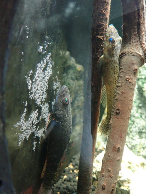 ヤエヤマノコギリハゼ親魚