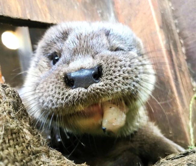 カワウソ給餌