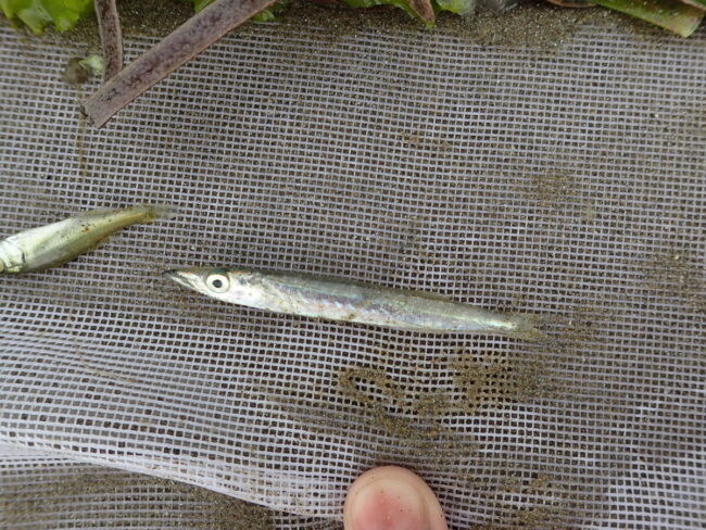 調査で見つかった稚魚（ヤマトカマス）