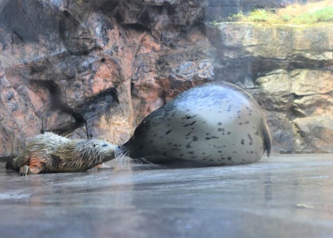 赤ちゃんと母親のくらら（右）