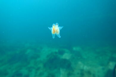 深海生物 オオグチボヤ展示 アクアマリンふくしま