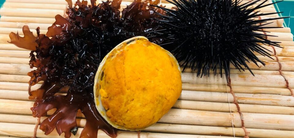 オンライン いわきの郷土料理 ウニ貝焼き をおうちで作ってみよう アクアマリンふくしま
