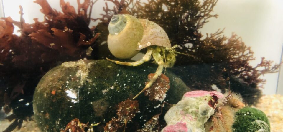 オンライン ヤドカリをおうちでかってみよう アクアマリンふくしま