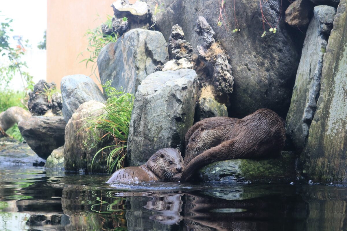 ユーラシアカワウソ