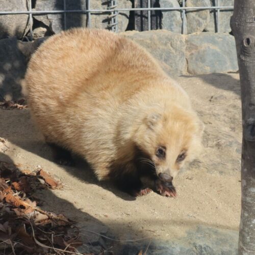 ニホンアナグマ（メス）