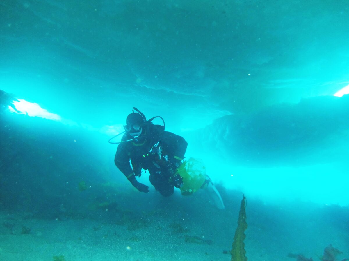 流氷の下採集クリオネ1