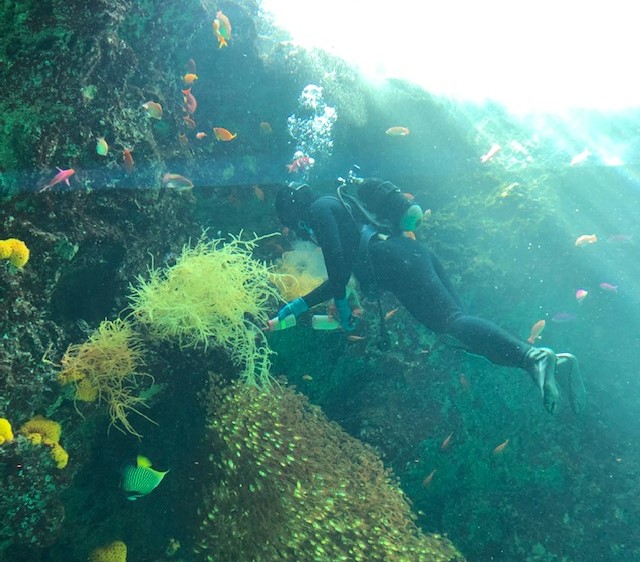 サンゴ礁の海潜水作業