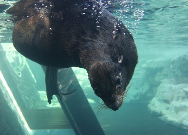 キタオットセイ