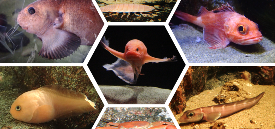 わくわくぼうけん深海魚 アクアマリンふくしま