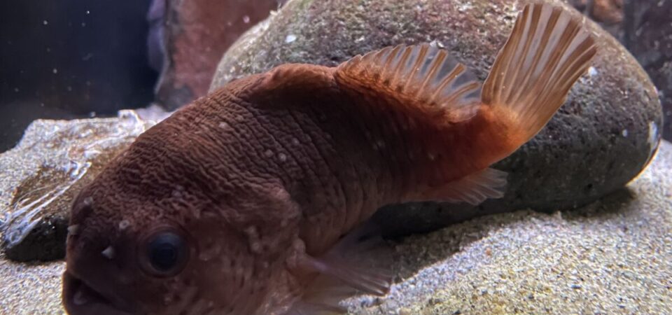ホテイウオ