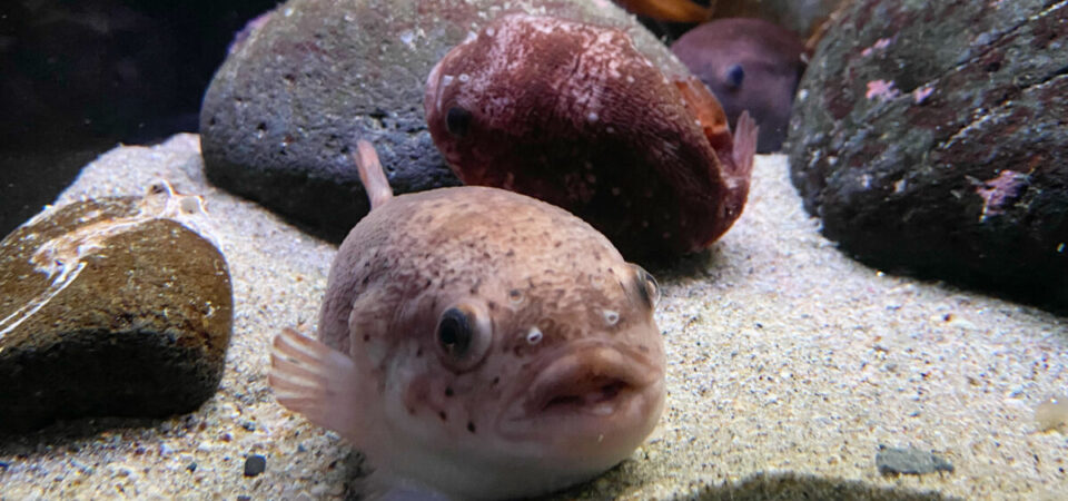 ホテイウオ