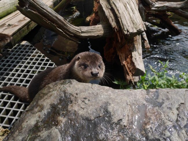 ユーラシアカワウソ