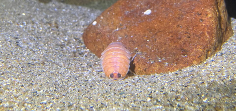 ウオノシラミ属の一種