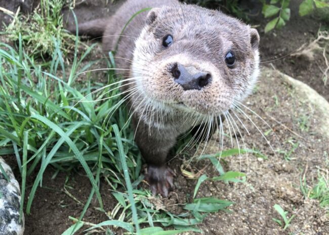 ユーラシアカワウソ元2020年