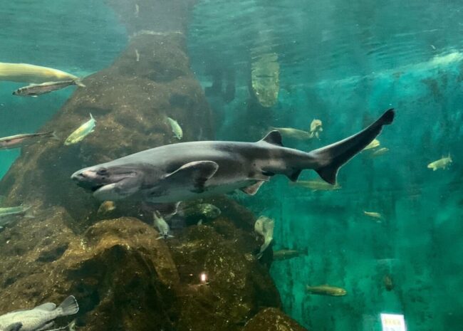 エビスザメ標津サーモン科学館展示水槽