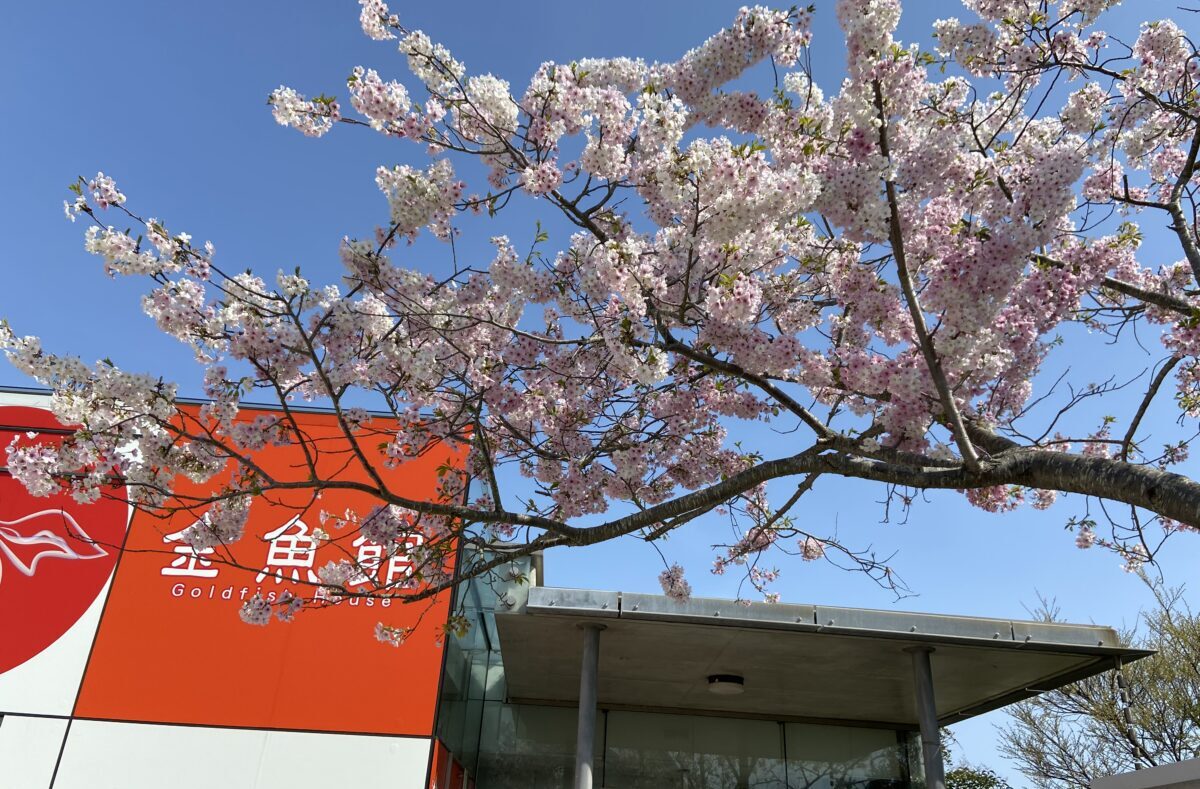 金魚館　桜　外