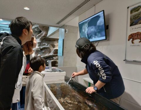 ふくしまの磯で生き物かんさつ