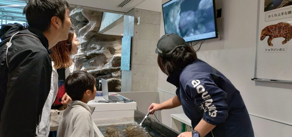 ふくしまの磯で生き物かんさつ