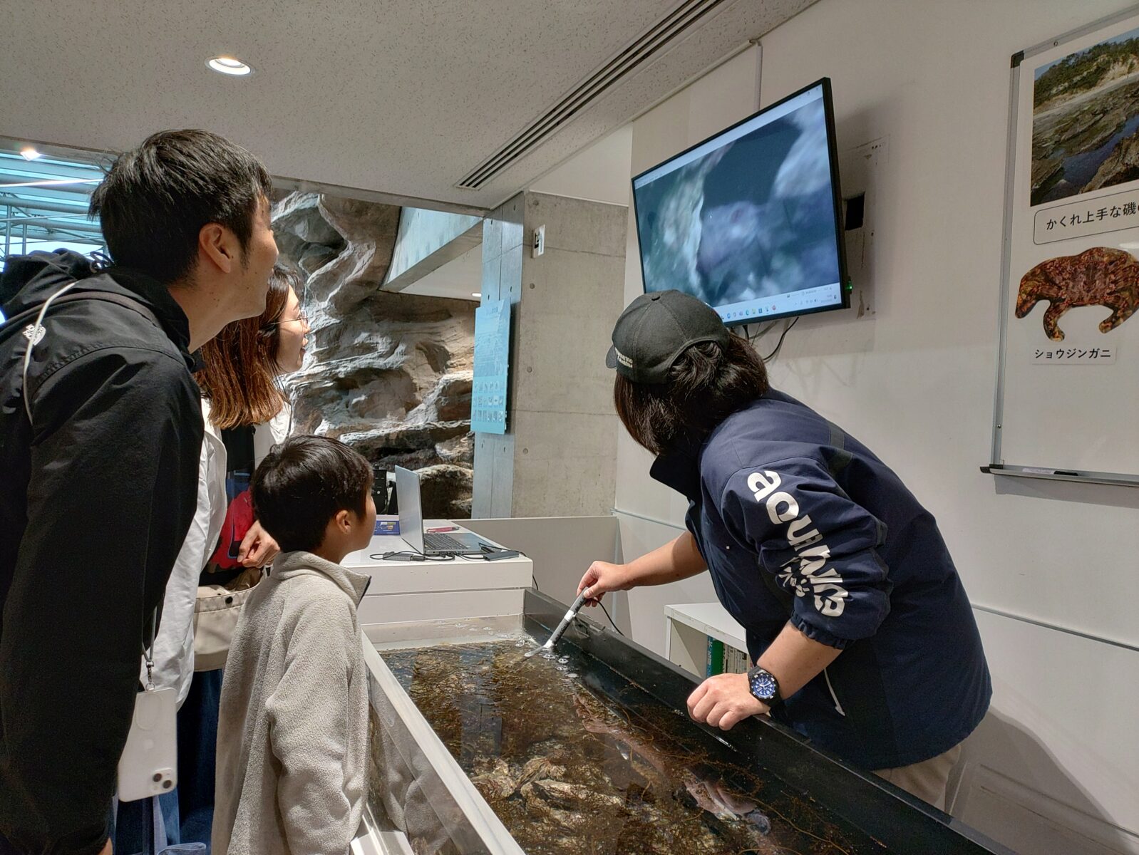 ふくしまの磯で生き物かんさつ