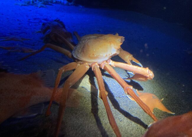 ふくしまの海～大陸棚への道～」の生き物紹介｜アクアマリンふくしま