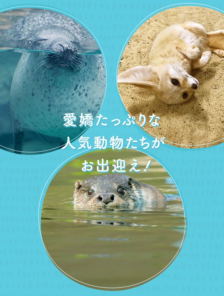 愛嬌たっぷりな人気動物たちがお出迎え！