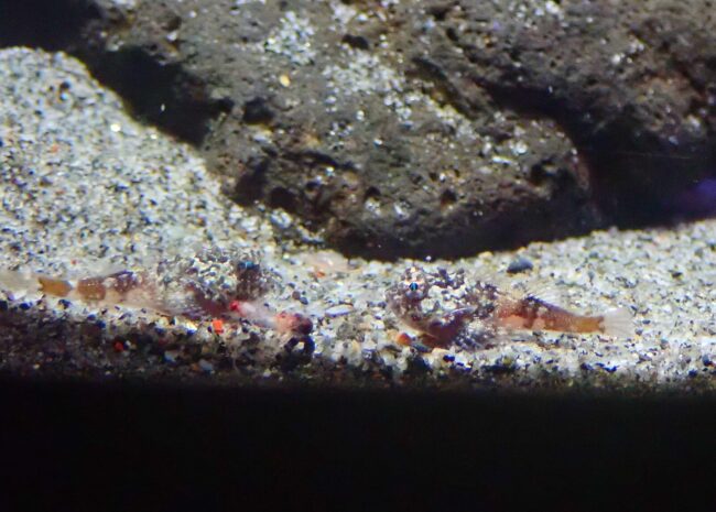 オニカジカ幼魚