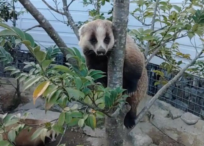 ニホンアナグマ