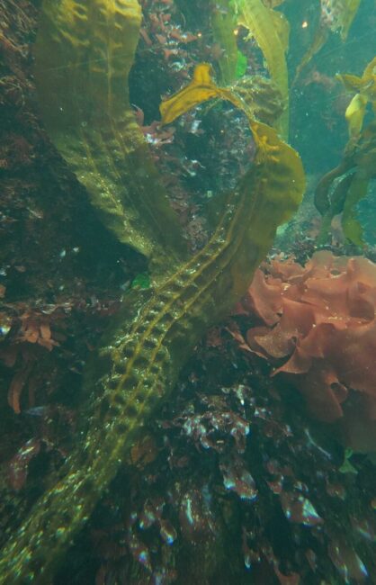 海藻のタツノオトシゴ