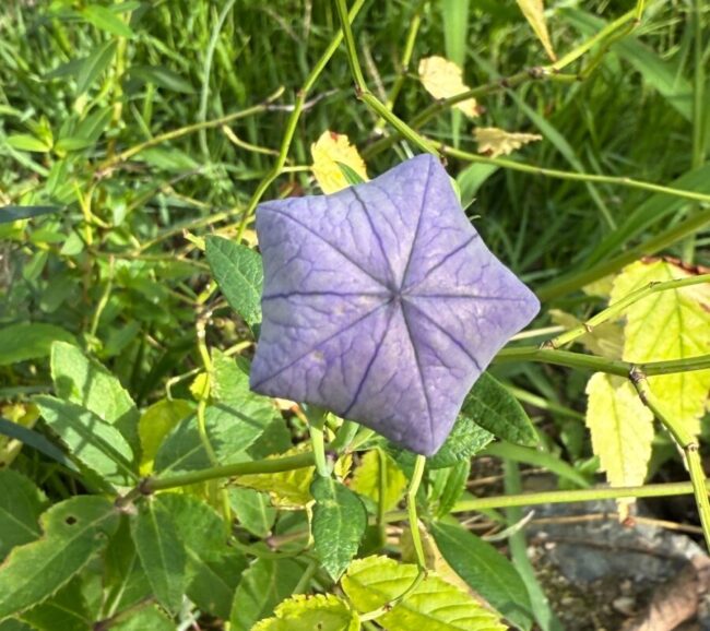 福島県みいつけた！