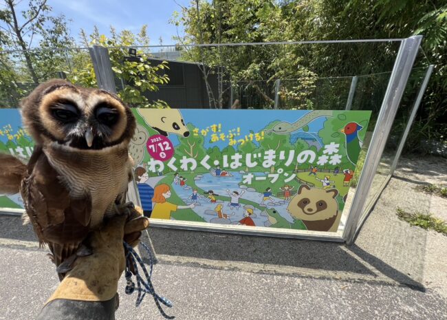 オオフクロウ-ロキ