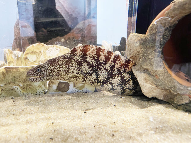 ウツボ