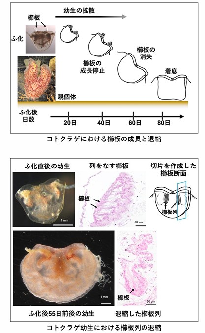 コトクラゲ補足資料