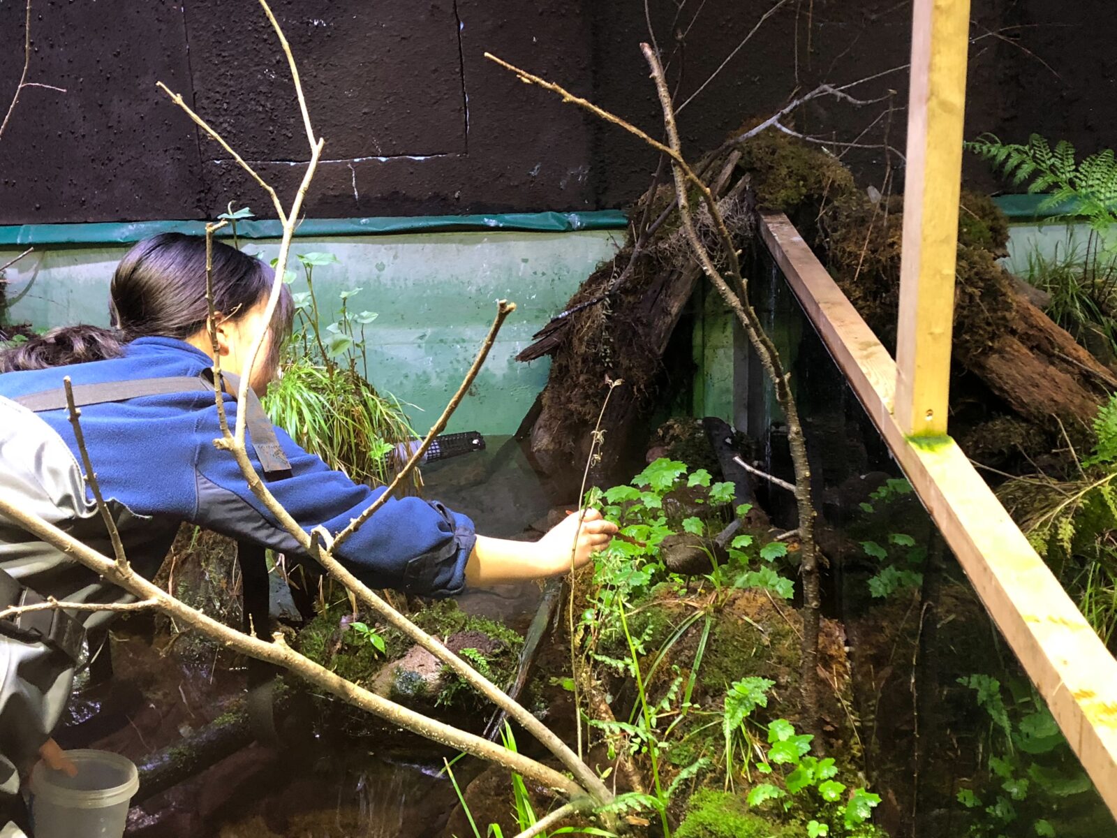 カワセミ水族館飼育作業